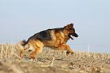 BERGER ALLEMAND 982
